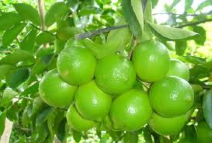 ky-thuat-trong-va-cham-soc-cay-chanh-hieu-qua